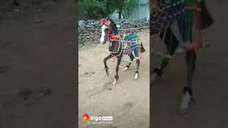 Horse dans video