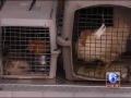 pennsylvania spca finds menagie of animals in hoarding house