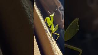 Praying Mantis Cha Cha