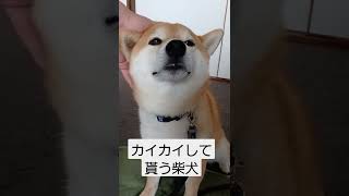 カイカイして貰う柴犬　#柴犬 　#カイカイ#おもしろ動画犬　#痒い柴犬