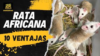 10 VENTAJAS de alimentar con RATA africana