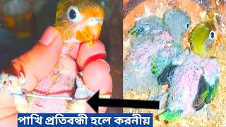 পাখির বাচ্চা পা বাকা হলে কি করবেন | টাকা ছাড়া পাখির চিকিৎসা