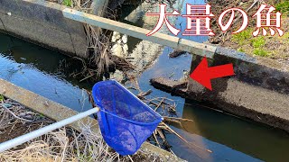 田舎の用水路でガサガサしてみた【生き物採集】