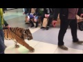 tiger walks on a leash through a shopping center viralhog