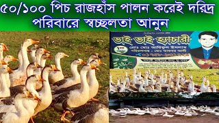 ৫০/১০০ পিচ রাজহাঁস পালন করেই দরিদ্র পরিবারে সচ্ছলতা আনুন -bangla khamar