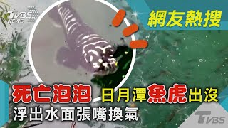 「死亡泡泡」 日月潭魚虎出沒 浮出水面張嘴換氣｜TVBS新聞