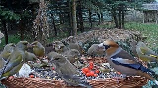 2017/11/29  Makov Rescue ~Incredible birds diversity at feeder~