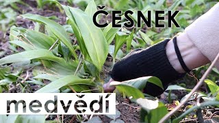 🔮 Pikantní posel jara 🌱 | Česnek medvědí 🧄