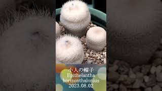 小人の帽子　Epithelantha horizonthalonius　2023 08 02　＃shorts