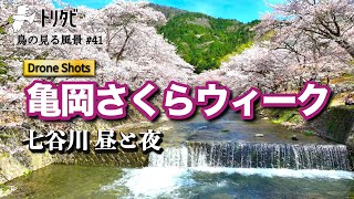 亀岡さくらウィーク七谷川編！川沿いの桜並木が美しいお花見スポットを飛ぶ【鳥の見る風景#41】ドローン空撮