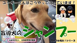 【癒され動画】盲導犬のシャンプー