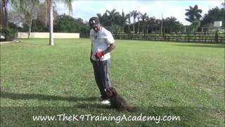 Shih Tzu with Basic Obedience - The K9 Training Academy
