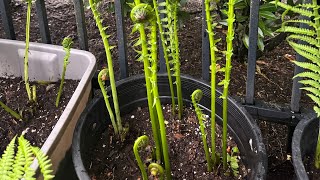 ผักกูดฝรั่งหรือFiddleheads Fern เฟิร์นกินได้2สายพันธุ์ Ostrich Fern กับ Lady Fern ต่างกันยังงัย