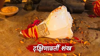 Dakshinavarti Shankh - दक्षिणावर्ती शंख खुल जाएगी किस्मत बरसेगा पैसा ही पैसा