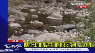 雪霸封園一個月 山羌觀霧咖啡廳外觀望｜TVBS新聞