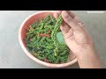 மிளகு அறுவடை செய்வது எப்படி how to harvest pepper from plant....