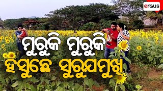 ଖେତେ ହସୁଛେ ସୁରୁଜମୁଖି | Sunflower Cultivation | Kalahandi | Argus News