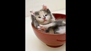 Cutest Kittens Ever! 💘💘💘  #shorts