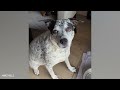 Dogs who fail at being dogs in 10 minutes 🤣 Funniest Dog Ever!