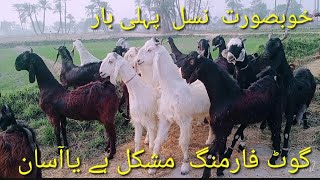 ناچی بکریوں کا ایک خوبصورت لارڈ ۔بلاول بھائی کی بکریاں قیمتی ہے ۔dance Goat very large breed Ainmal