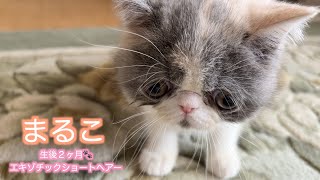 【生後２ヶ月】子猫がケージの外に出るとこうなりました（まるこ） #cat #ねこ #ぽてお