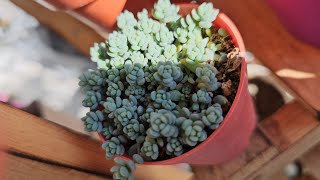 🌸SKULENTLERİM VE KONUMLARI ÖNEMLİ DETAYLAR 🌸 küçük BALKON TURU🤗 #succulent #keşfet #arajman #garden