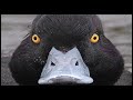 anatidaephobia but with pictures of ducks and a scary version of the duck tales theme song