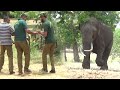 Tusker attacked by another tusker