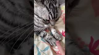 猫はいつでもアゴ下を撫でられたいなんてガセネタでした。 #Shorts