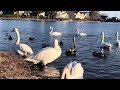 大塚池の白鳥🦢2024年2月12日 白鳥 swan