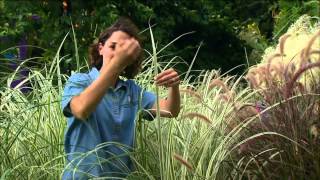 Blades and Plumes Garden: Miscanthus Cultivars