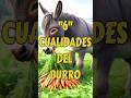 CUALIDADES DEL BURRO #arnarraciones