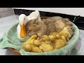 The most amazing animals in the world! Ducklings looking for cat sleeping. Funny mother duck.pet