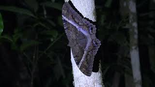 Giant Black Witch in the forest (Brazil) / Ascalapha odorata