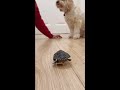 ഞങ്ങളുടെ ആമ കുഞ്ഞനും ഐവി കുഞ്ഞിയും 🐢🐶 malayalam dog dogs pets turtle armmovie funny shorts