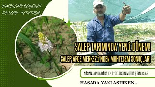 Salep Tarımında Yeni Dönem! Salep Arge Merkezi'nden Muhteşem Sonuçlar!