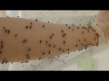 Blood feeding mosquitoes