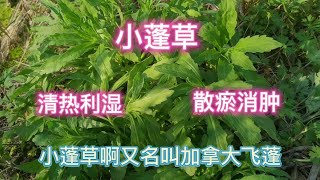 農村田間地頭的小蓬草有啥珍貴？好多人還不知道它的價值，今天教你正確做法