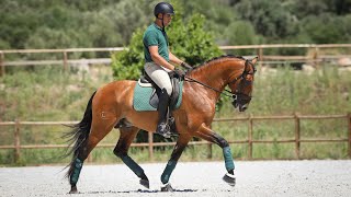 **SOLD** Lusitano Gold-Medalist with superior bloodlines (REF#533)