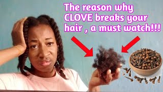 "Your hair breaks off because of CLOVES"| The reason why CLOVE causes hair breakage *how to fix it *