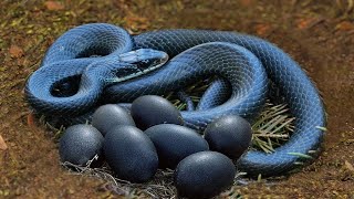 ऐसे सांप आपने पहले कभी नहीं देखे होंगे।। It looked like a normal snake until someone got close to it