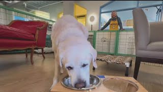 San Francisco senior dog rescue helping those affected by Los Angeles fires