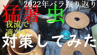 ★菊鉢で育てるバラ【菊鉢・ヤシマットは暑さ/虫よけ対策になったのか？】2022年のバラ栽培を振り返ってみました