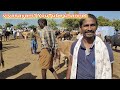 hf மாடுகள் வரத்து ஈரோடு கருங்கல்பாளையம் மாட்டுச் சந்தை erode karungalpalayam cow market விவசாயம்1