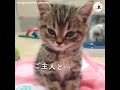 まだまだ遊ぶんだもん…💫 眠気と戦う子猫ちゃんだけど…😪【peco tv】