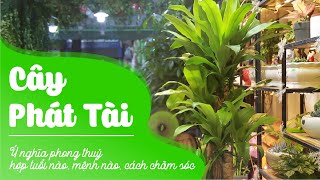 Cây Phát Tài: Ý nghĩa phong thuỷ, hợp tuổi nào, mệnh nào, cách chăm sóc