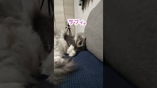 仕事終わるのをひたすら待つかわいい猫たち。【サイベリアンのラフィ】#shorts