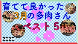 【多肉】#23.1 育てて良かった３月の多肉ベスト５！2020年3月時点で可愛い多肉植物を集めました（注：私個人の見解です）