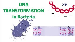 DNA Transformation | Calcium Chloride method of transformation