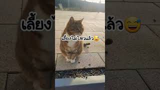 โทรหาหลวงตาแป๊บนึง#cat #แมว#ลิปซิงค์ตลก #แมวน่ารัก #ทาสเเมว